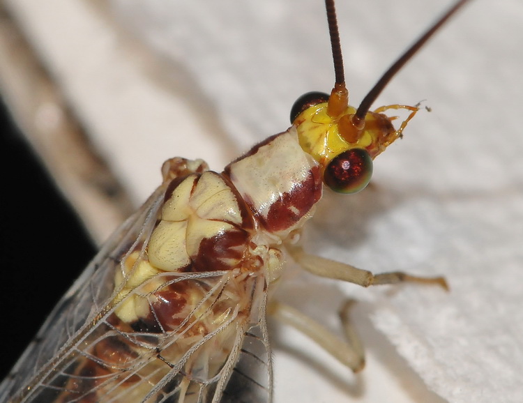 Italochrysa italica